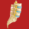 Orthopedic - Spine Surgeon